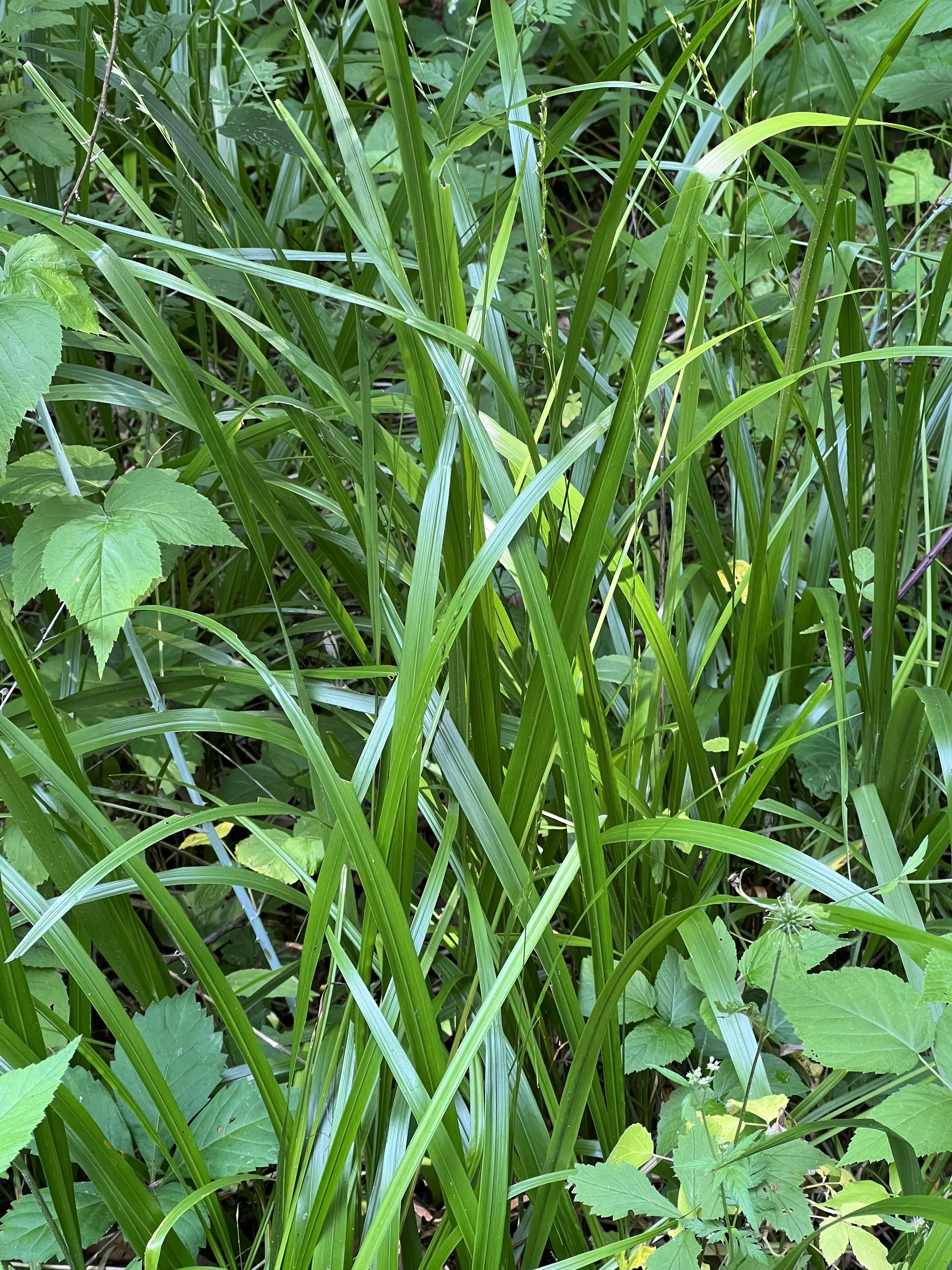 (レア廃盤CD)BURNY PROJECT/GRASS WALL Bear Grass – Native Gardeners
